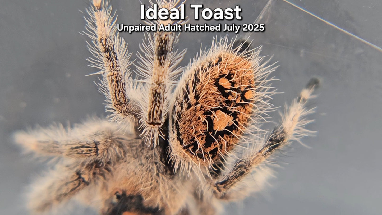 "Ideal Toast" Female Regal (Phidippus regius) - Unpaired Adult Hatched July 2025