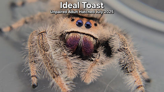 "Ideal Toast" Female Regal (Phidippus regius) - Unpaired Adult Hatched July 2025