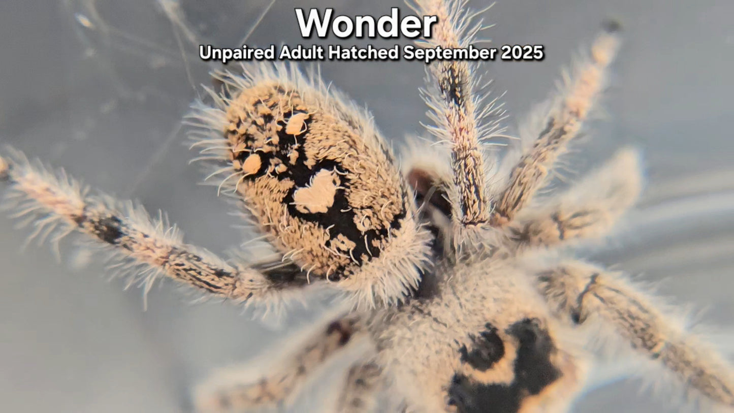 "Wonder" Female Regal (Phidippus regius) - Unpaired Adult