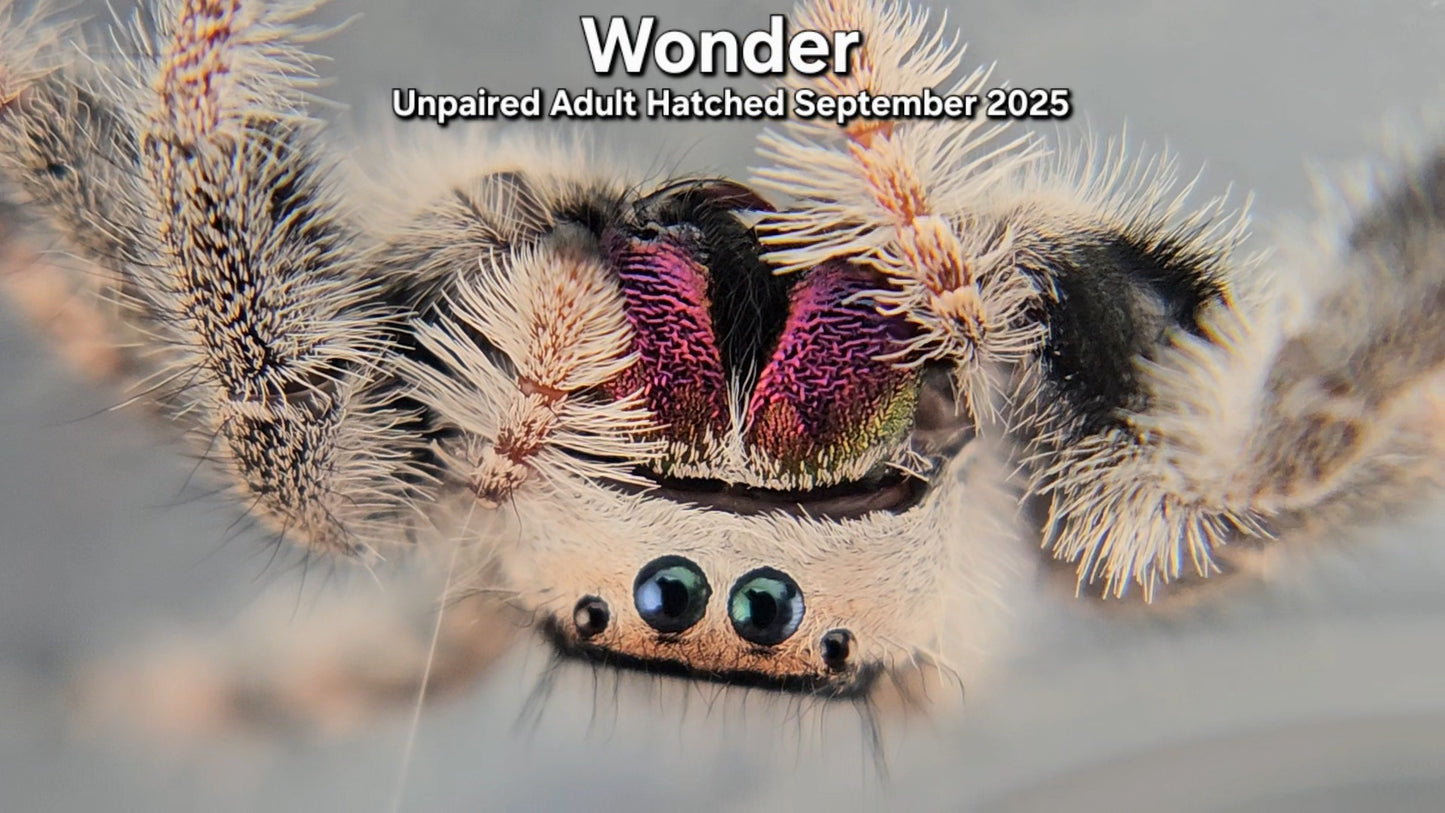 "Wonder" Female Regal (Phidippus regius) - Unpaired Adult
