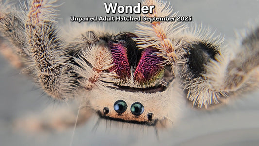 "Wonder" Female Regal (Phidippus regius) - Unpaired Adult