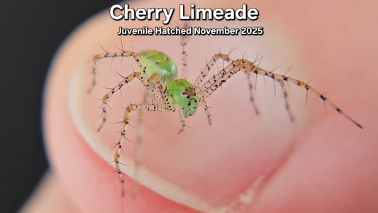 "Cherry Limeade" Unsexed Green Lynx Spider (Peucetia viridans) - Juvenile Hatched November 2025