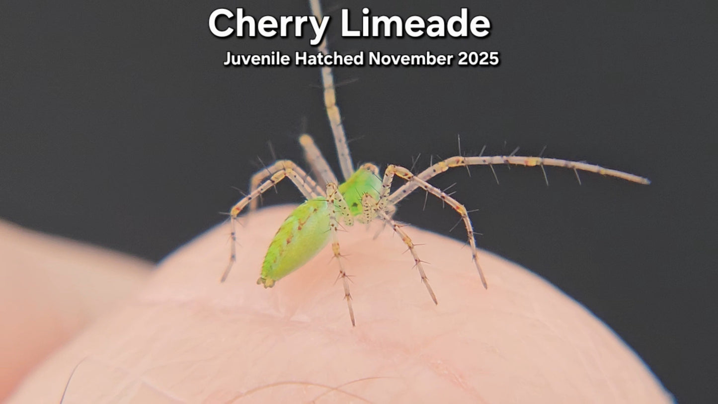 "Cherry Limeade" Unsexed Green Lynx Spider (Peucetia viridans) - Juvenile Hatched November 2025