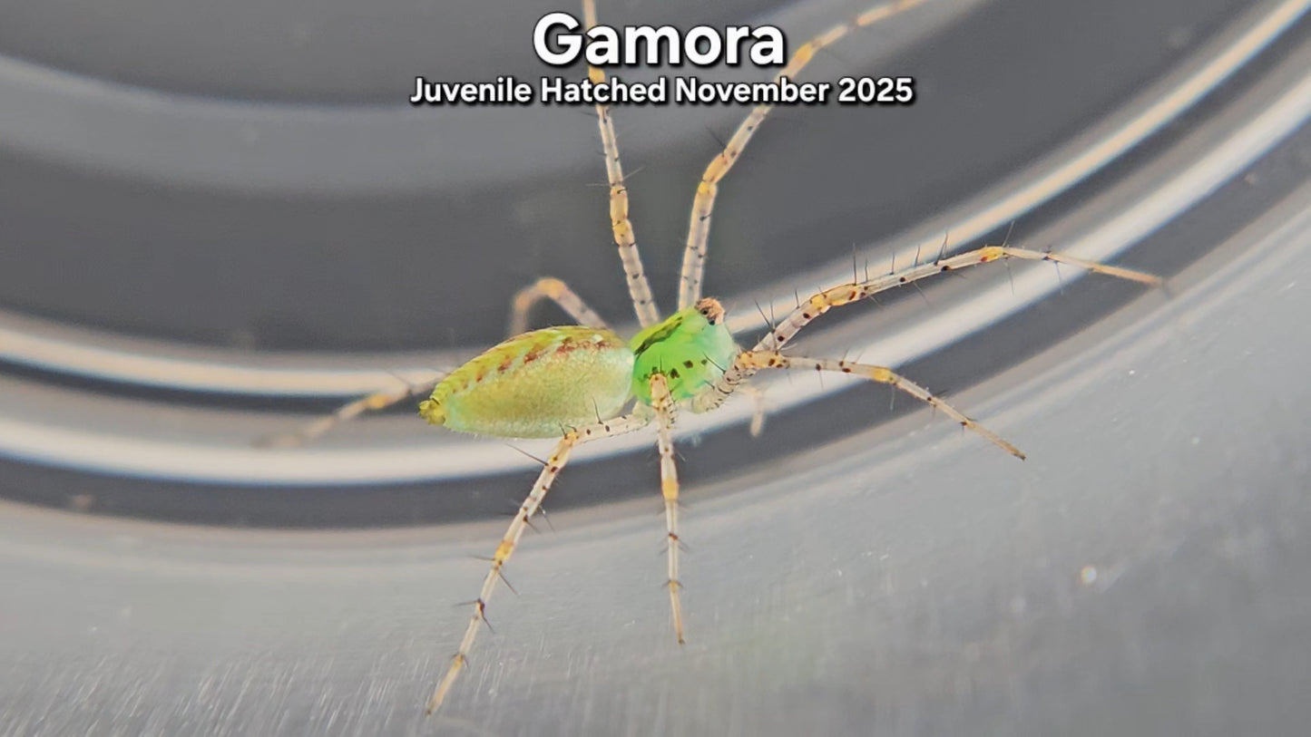 "Gamora" Unsexed Green Lynx Spider (Peucetia viridans) - Juvenile Hatched November 2025