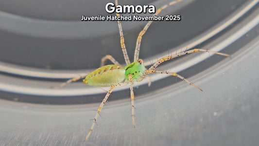 "Gamora" Unsexed Green Lynx Spider (Peucetia viridans) - Juvenile Hatched November 2025