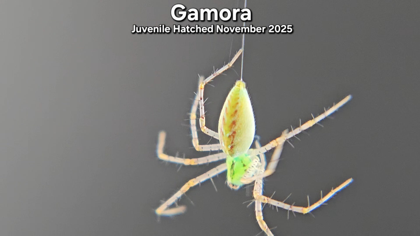 "Gamora" Unsexed Green Lynx Spider (Peucetia viridans) - Juvenile Hatched November 2025