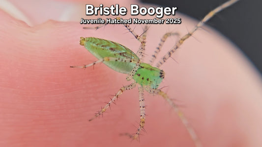 "Bristle Booger" Unsexed Green Lynx Spider (Peucetia viridans) - Juvenile Hatched November 2025