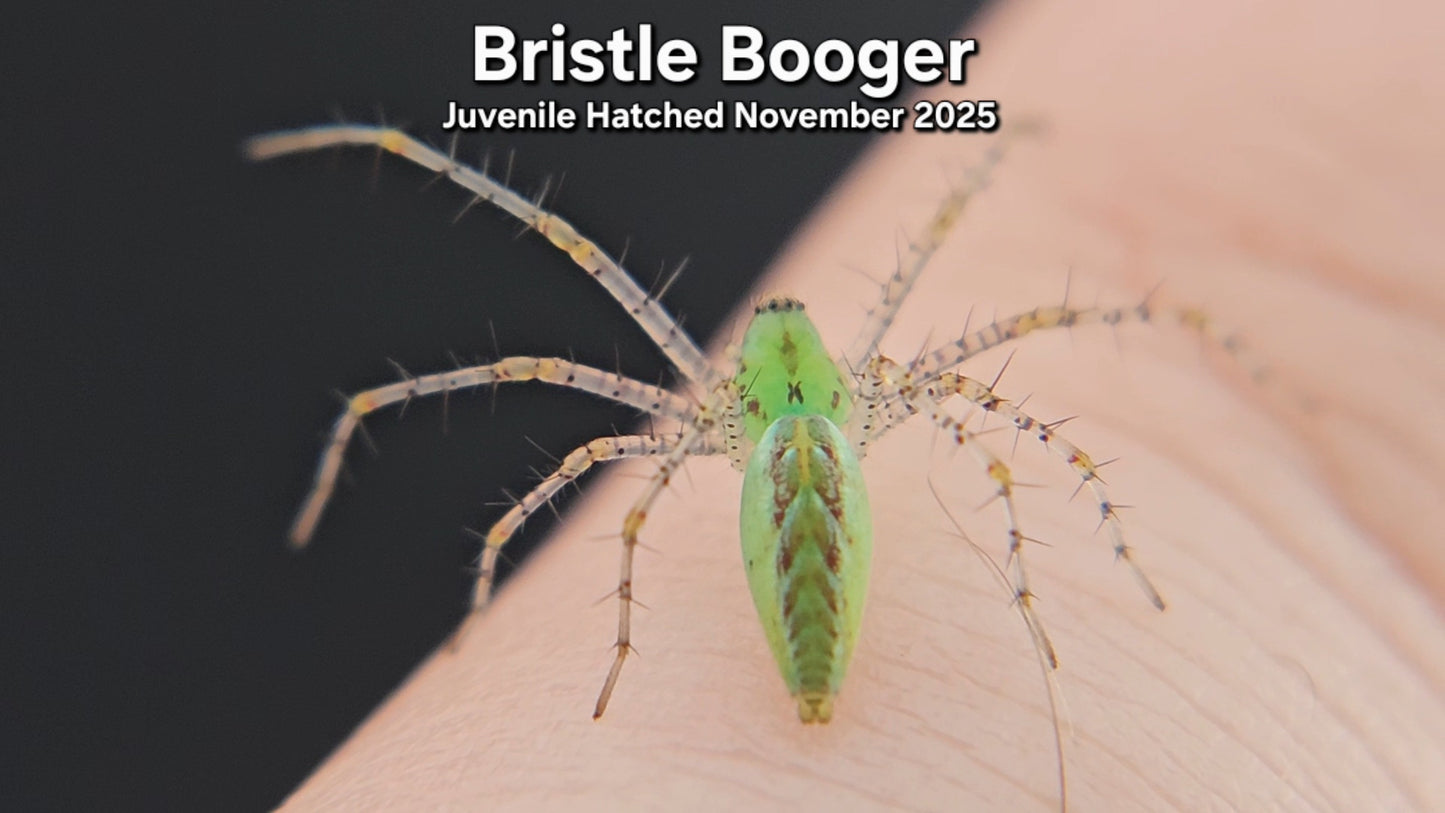 "Bristle Booger" Unsexed Green Lynx Spider (Peucetia viridans) - Juvenile Hatched November 2025
