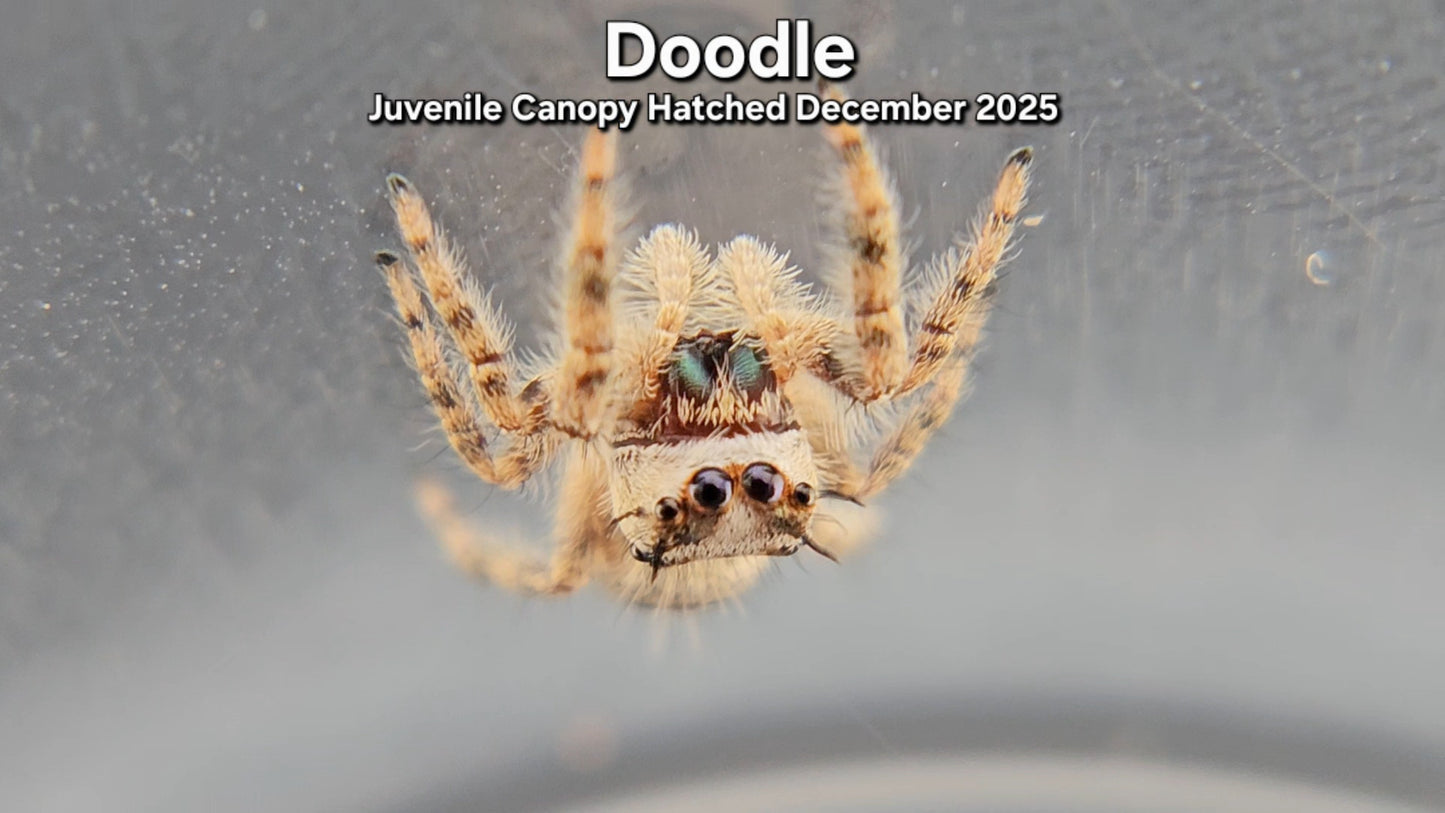 "Doodle" Unsexed Canopy Jumping Spider (Phidippus otiosus) - Juvenile Hatched December 2025