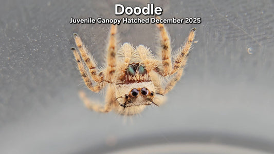 "Doodle" Unsexed Canopy Jumping Spider (Phidippus otiosus) - Juvenile Hatched December 2025