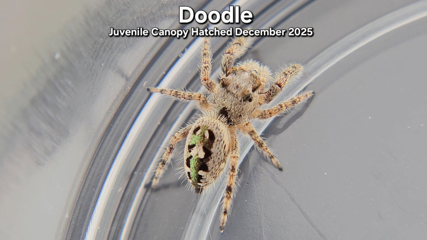 "Doodle" Unsexed Canopy Jumping Spider (Phidippus otiosus) - Juvenile Hatched December 2025