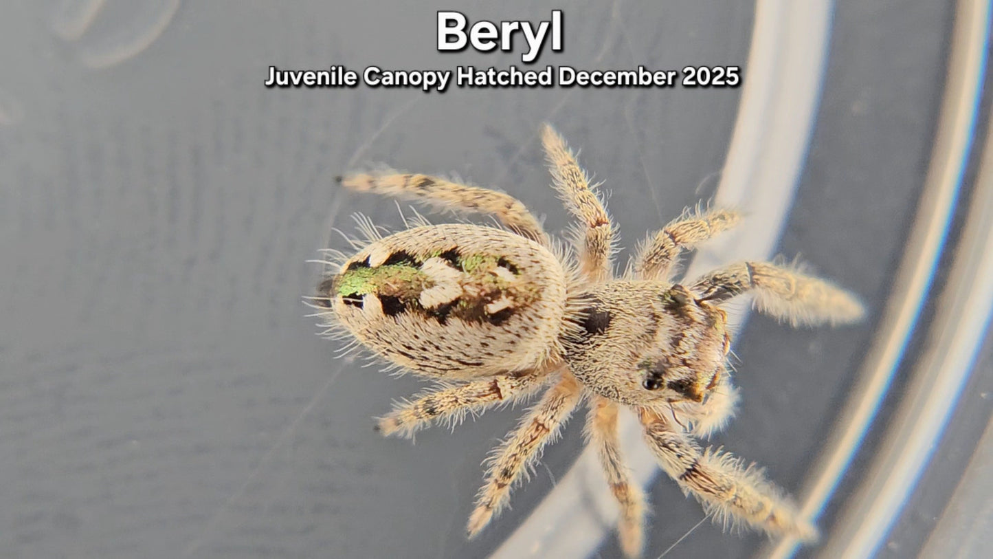 "Beryl" Unsexed Canopy Jumping Spider (Phidippus otiosus) - Juvenile Hatched December 2025