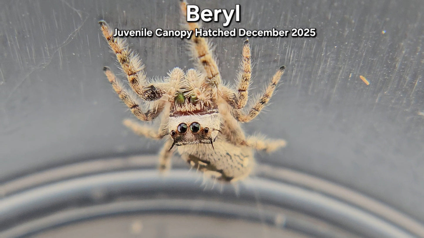 "Beryl" Unsexed Canopy Jumping Spider (Phidippus otiosus) - Juvenile Hatched December 2025