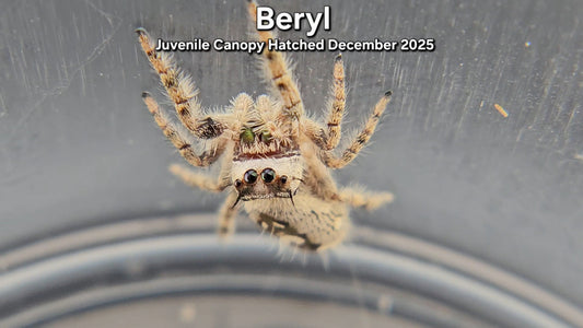 "Beryl" Unsexed Canopy Jumping Spider (Phidippus otiosus) - Juvenile Hatched December 2025