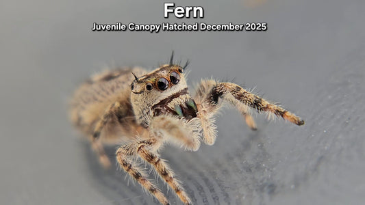 "Fern" Unsexed Canopy Jumping Spider (Phidippus otiosus) - Juvenile Hatched December 2025