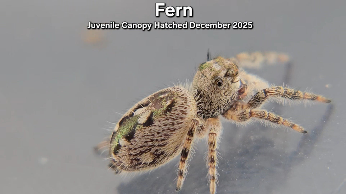 "Fern" Unsexed Canopy Jumping Spider (Phidippus otiosus) - Juvenile Hatched December 2025