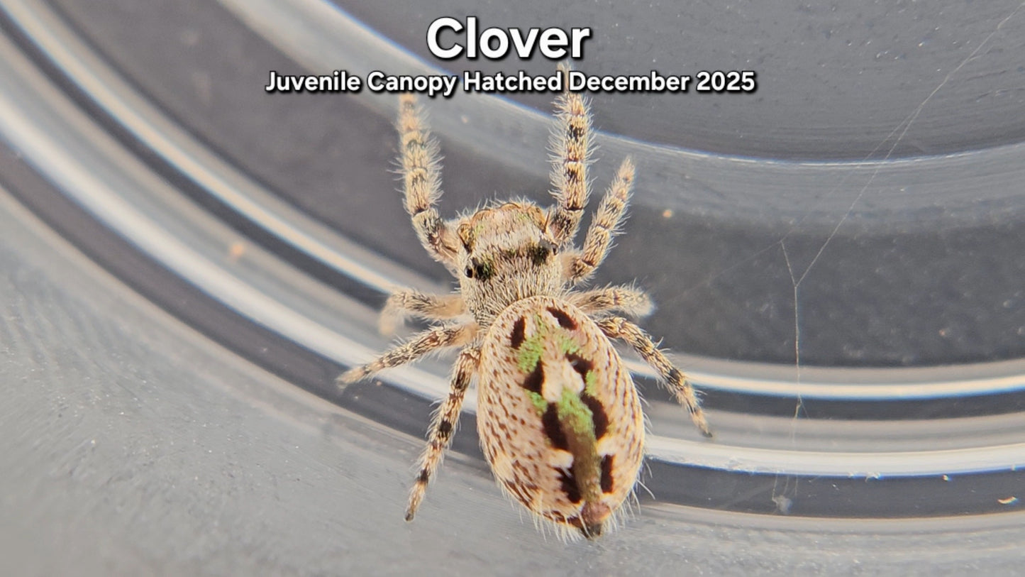 "Clover" Unsexed Canopy Jumping Spider (Phidippus otiosus) - Juvenile Hatched December 2025