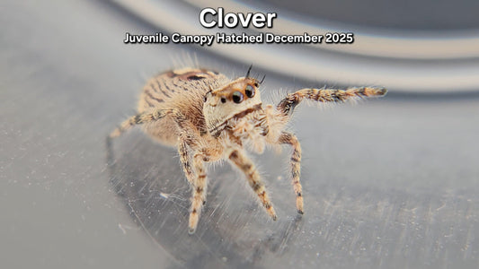 "Clover" Unsexed Canopy Jumping Spider (Phidippus otiosus) - Juvenile Hatched December 2025