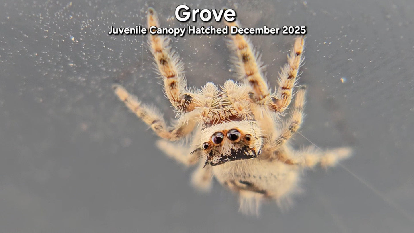 "Grove" Unsexed Canopy Jumping Spider (Phidippus otiosus) - Juvenile Hatched December 2025