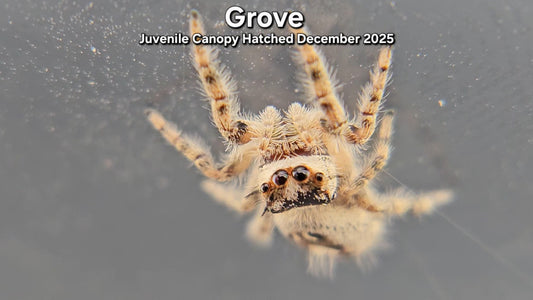 "Grove" Unsexed Canopy Jumping Spider (Phidippus otiosus) - Juvenile Hatched December 2025