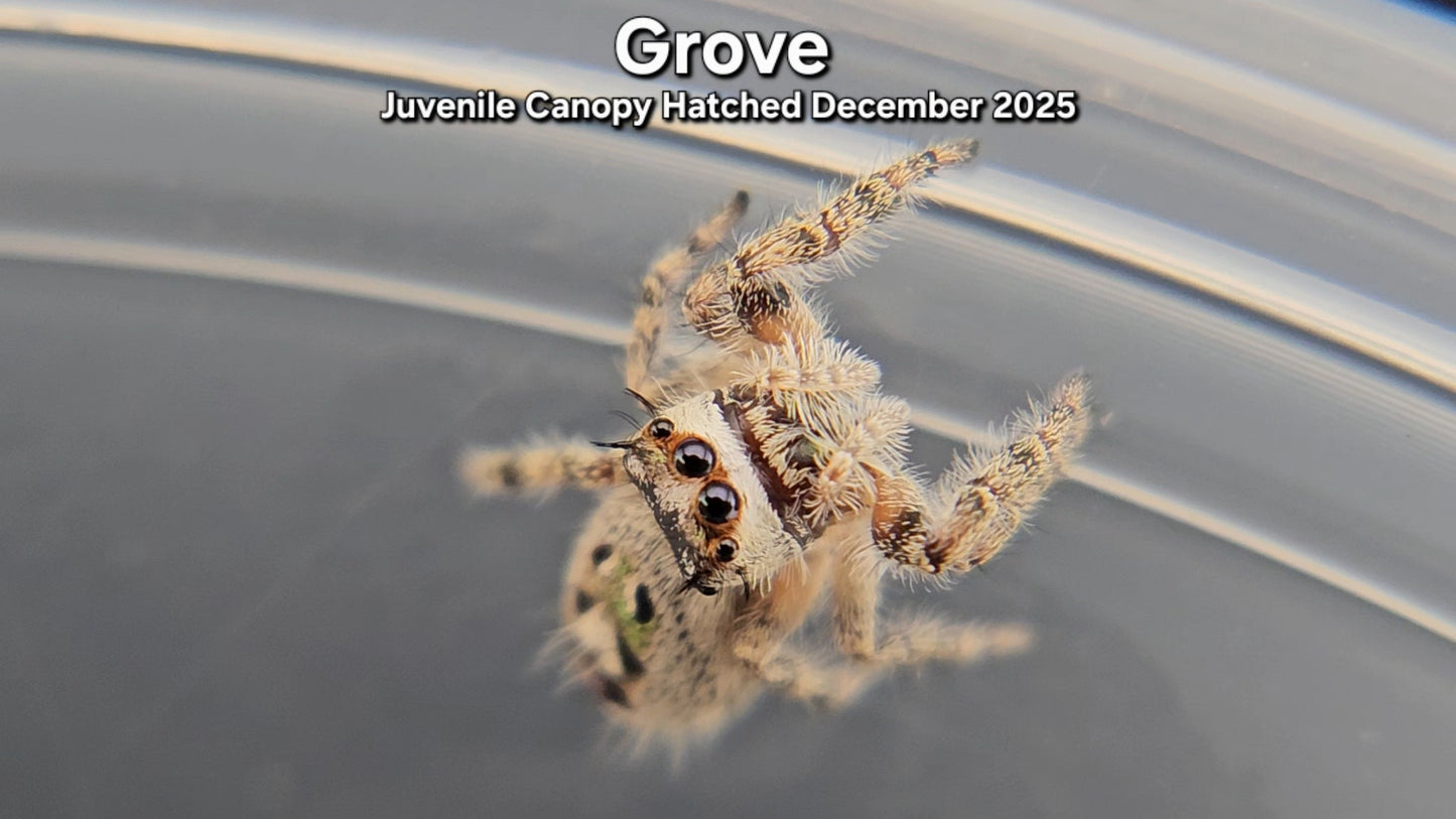 "Grove" Unsexed Canopy Jumping Spider (Phidippus otiosus) - Juvenile Hatched December 2025