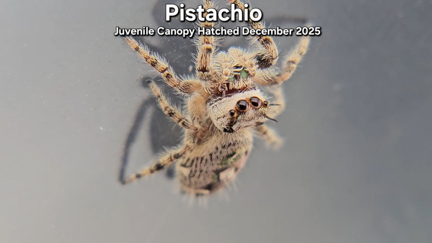 "Pistachio" Unsexed Canopy Jumping Spider (Phidippus otiosus) - Juvenile Hatched December 2025