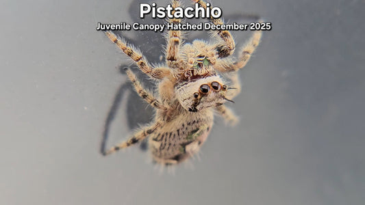 "Pistachio" Unsexed Canopy Jumping Spider (Phidippus otiosus) - Juvenile Hatched December 2025