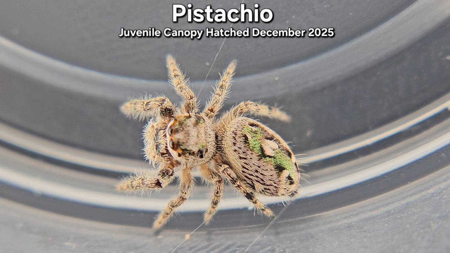 "Pistachio" Unsexed Canopy Jumping Spider (Phidippus otiosus) - Juvenile Hatched December 2025