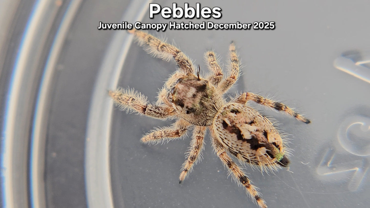 "Pebbles" Unsexed Canopy Jumping Spider (Phidippus otiosus) - Juvenile Hatched December 2025