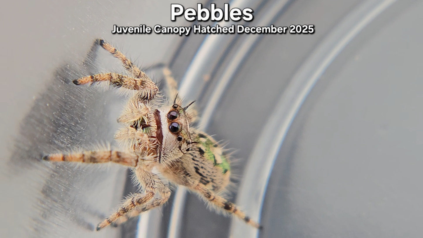 "Pebbles" Unsexed Canopy Jumping Spider (Phidippus otiosus) - Juvenile Hatched December 2025