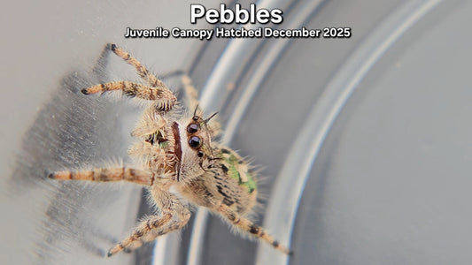 "Pebbles" Unsexed Canopy Jumping Spider (Phidippus otiosus) - Juvenile Hatched December 2025