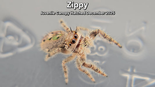 "Zippy" Unsexed Canopy Jumping Spider (Phidippus otiosus) - Juvenile Hatched December 2025