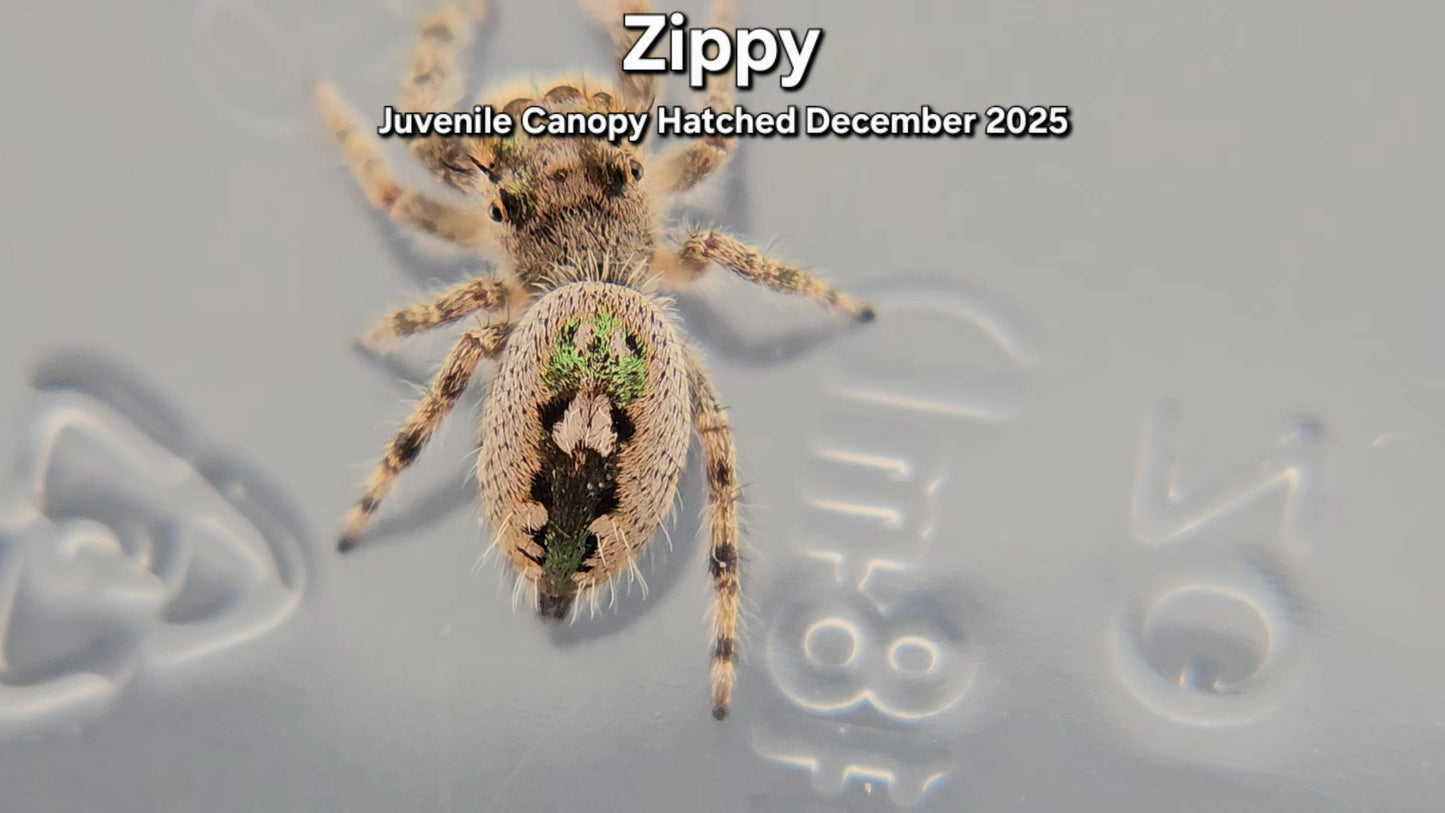 "Zippy" Unsexed Canopy Jumping Spider (Phidippus otiosus) - Juvenile Hatched December 2025