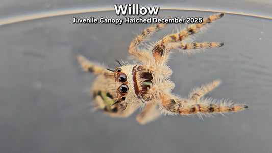 "Willow" Unsexed Canopy Jumping Spider (Phidippus otiosus) - Juvenile Hatched December 2025