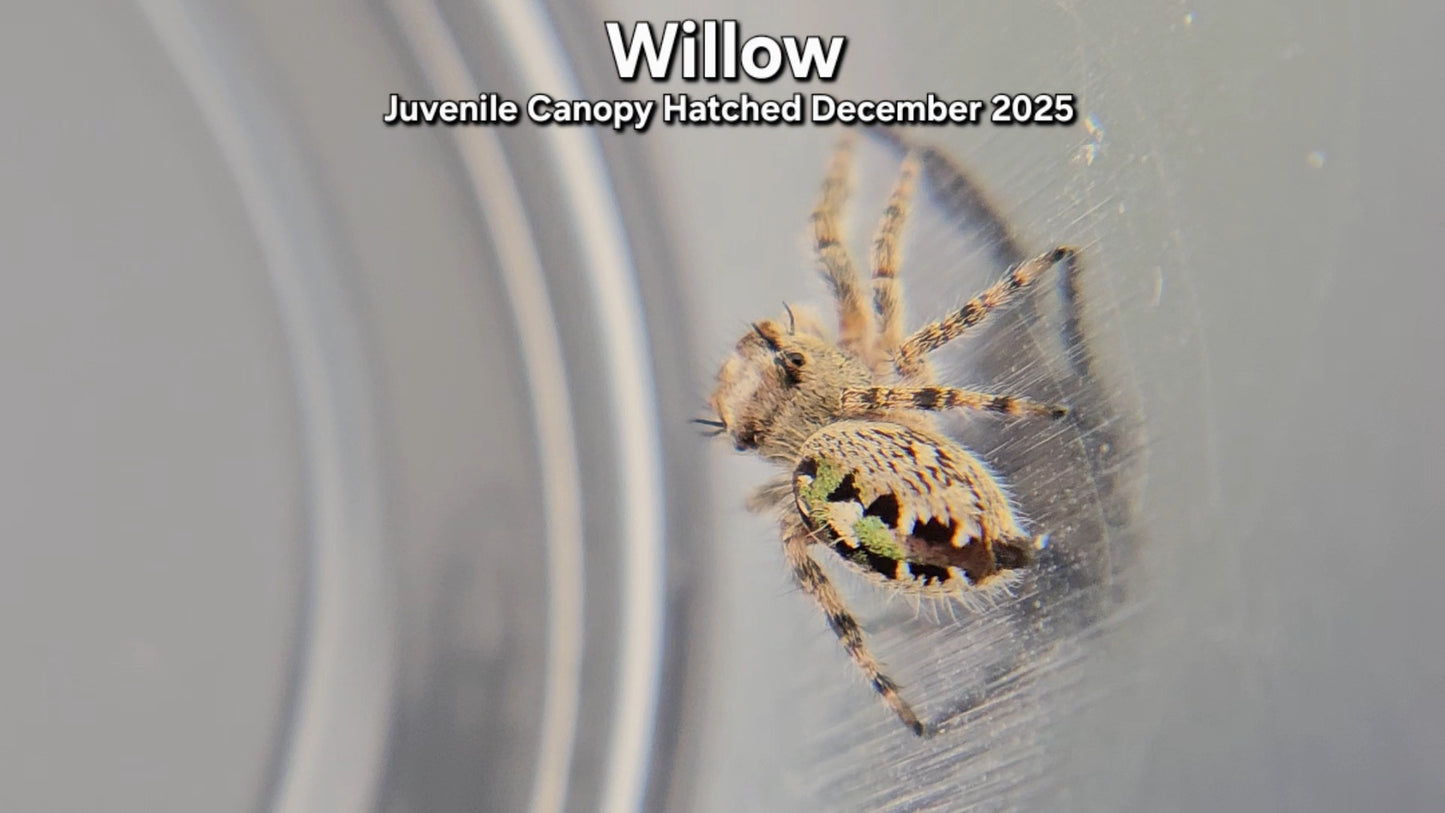 "Willow" Unsexed Canopy Jumping Spider (Phidippus otiosus) - Juvenile Hatched December 2025