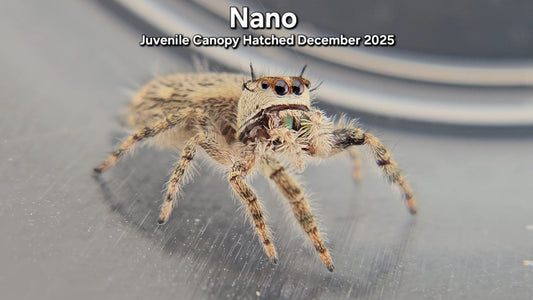 "Nano" Unsexed Canopy Jumping Spider (Phidippus otiosus) - Juvenile Hatched December 2025