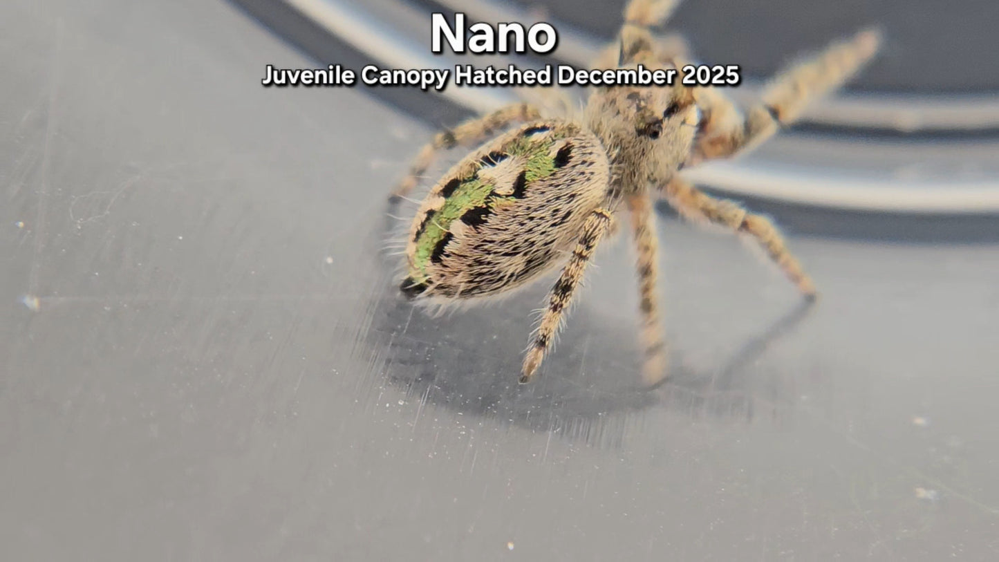 "Nano" Unsexed Canopy Jumping Spider (Phidippus otiosus) - Juvenile Hatched December 2025