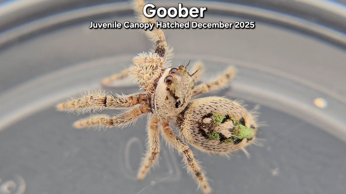 "Goober" Unsexed Canopy Jumping Spider (Phidippus otiosus) - Juvenile Hatched December 2025