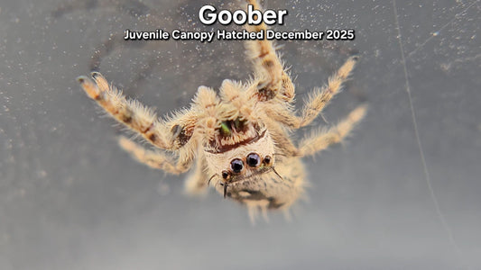 "Goober" Unsexed Canopy Jumping Spider (Phidippus otiosus) - Juvenile Hatched December 2025