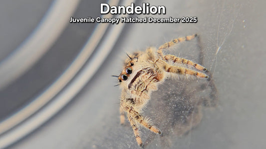 "Dandelion" Unsexed Canopy Jumping Spider (Phidippus otiosus) - Juvenile Hatched December 2025