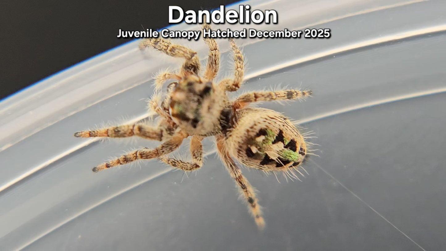"Dandelion" Unsexed Canopy Jumping Spider (Phidippus otiosus) - Juvenile Hatched December 2025
