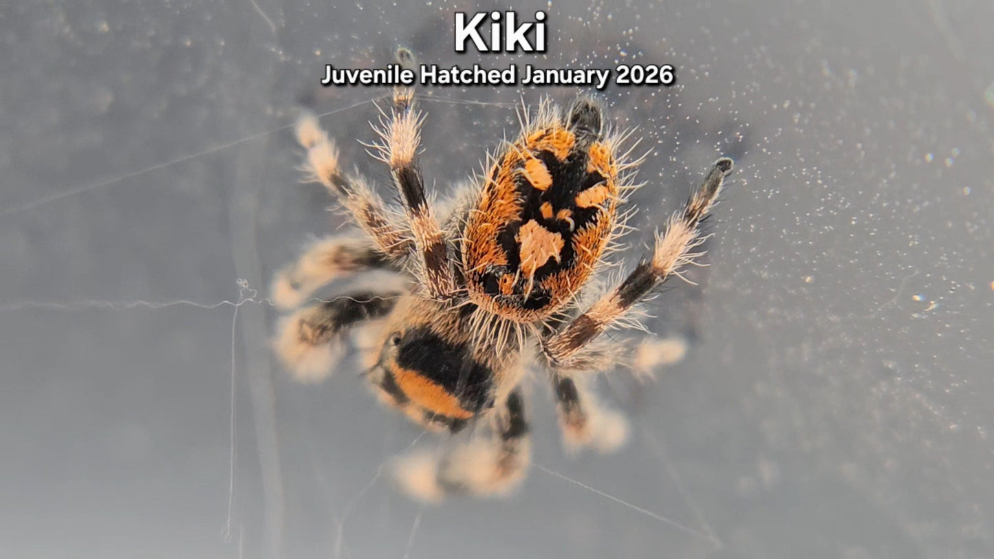 "Kiki" Female Regal (Phidippus regius) - Juvenile Hatched January 2026