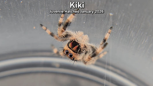 "Kiki" Female Regal (Phidippus regius) - Juvenile Hatched January 2026