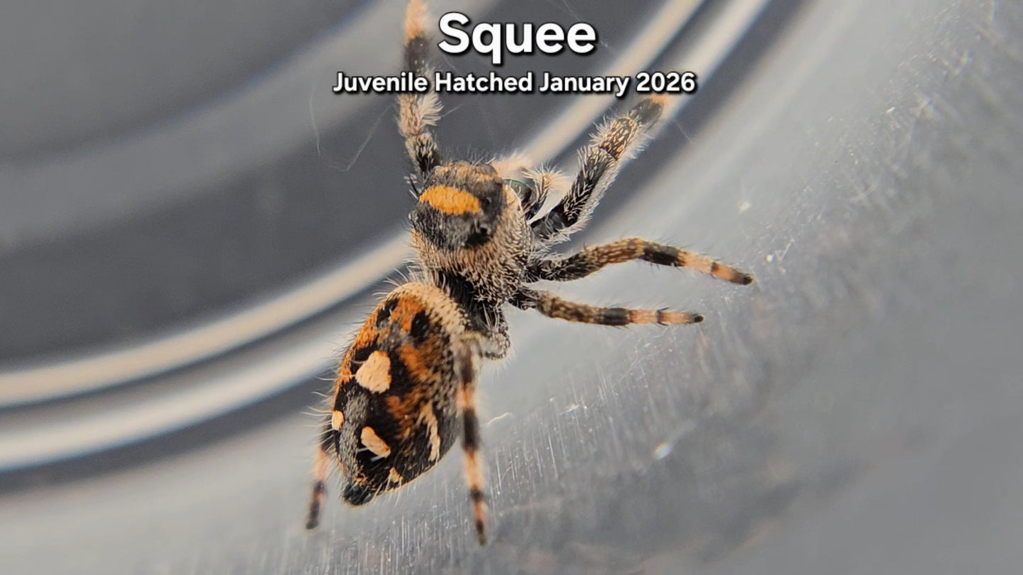 "Squee" Female Regal (Phidippus regius) - Juvenile Hatched January 2026