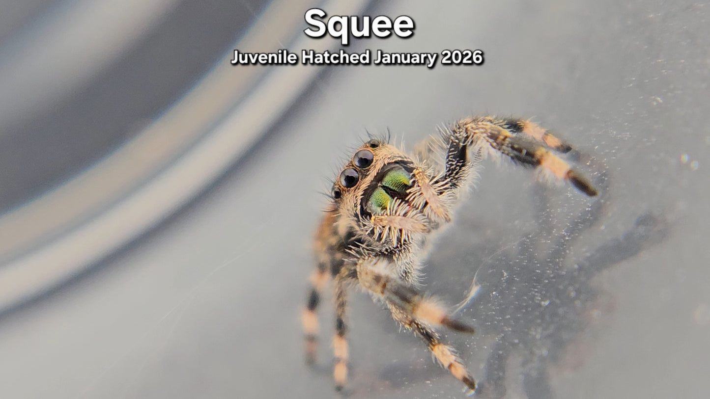 "Squee" Female Regal (Phidippus regius) - Juvenile Hatched January 2026