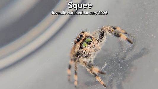 "Squee" Female Regal (Phidippus regius) - Juvenile Hatched January 2026
