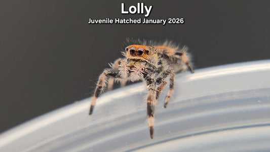 "Lolly" Female Regal (Phidippus regius) - Juvenile Hatched January 2026