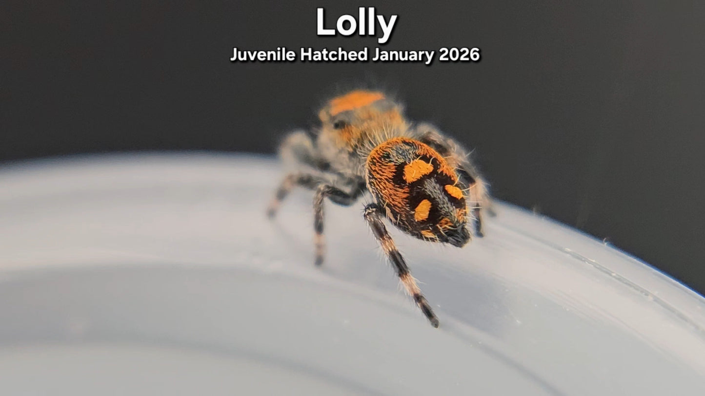 "Lolly" Female Regal (Phidippus regius) - Juvenile Hatched January 2026