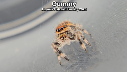 "Gummy" Female Regal (Phidippus regius) - Juvenile Hatched January 2026