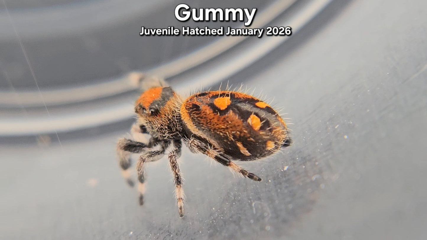"Gummy" Female Regal (Phidippus regius) - Juvenile Hatched January 2026